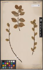 Foto von Salix caprea L.